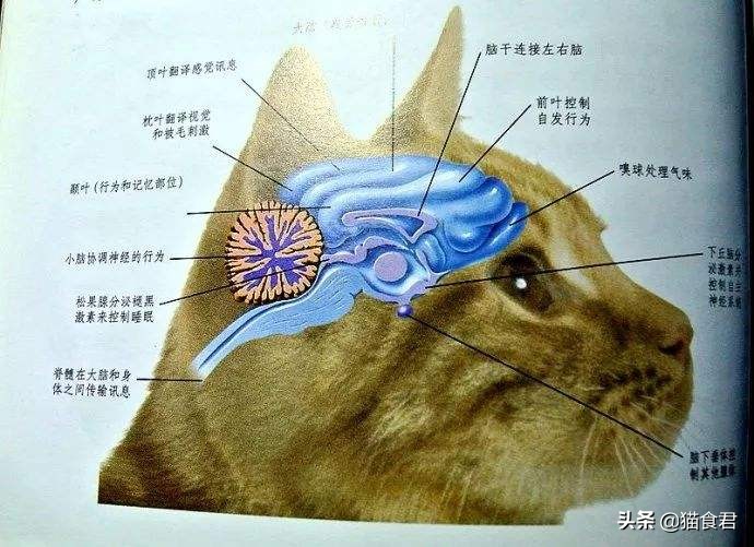 为什么小奶猫不适合和主人一起睡,小奶猫多大可以出窝