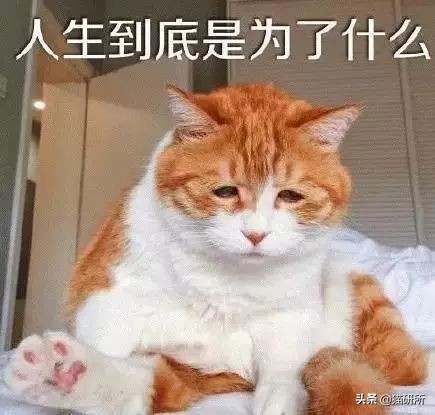 猫咪不用猫砂乱拉乱尿怎么办,猫咪尿味在家里怎么快速处理