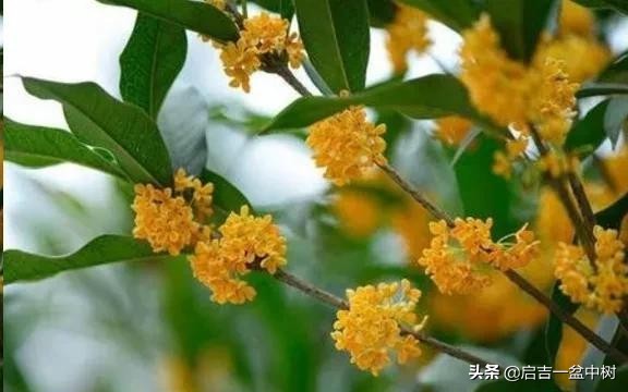 桂花换盆后叶子干枯怎么急救,桂花叶子都掉光了枝干枯怎么办