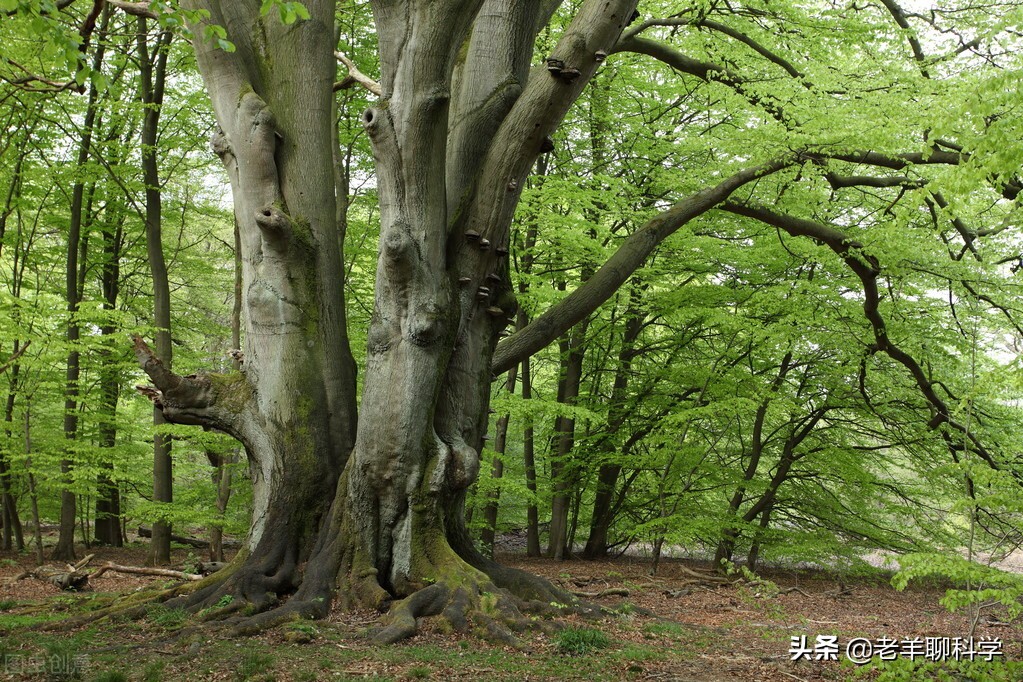 遇到大蟒蛇的自救方法,碰到大蟒蛇怎么自救