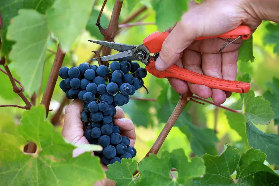 纳帕谷宁夏川波尔多,波尔多纳帕谷