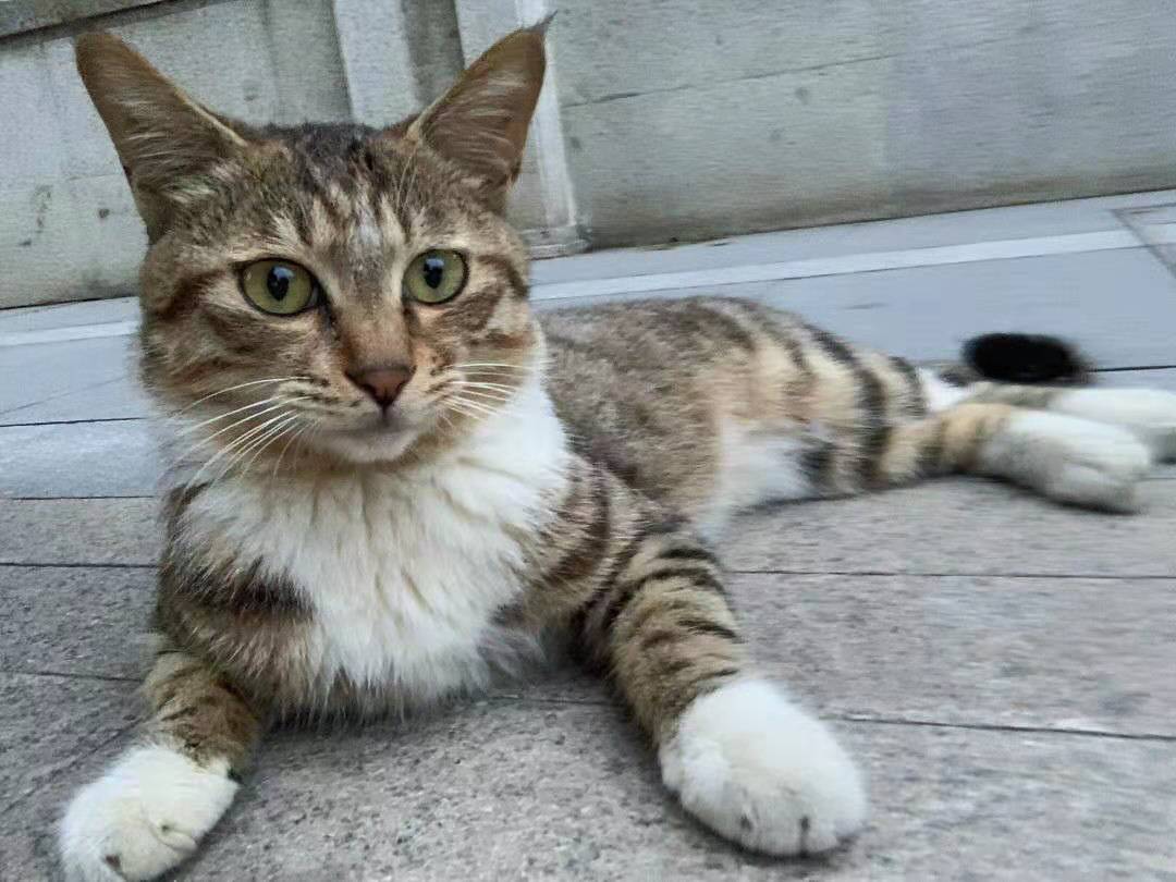 宠物猫有哪些品种比较好养,猫的品种都有哪些中华田园猫