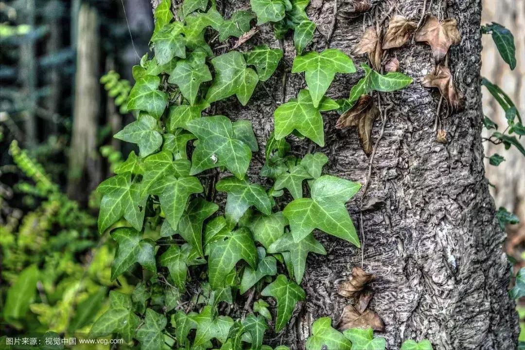 去甲醛最好植物是什么,去甲醛的最好的植物