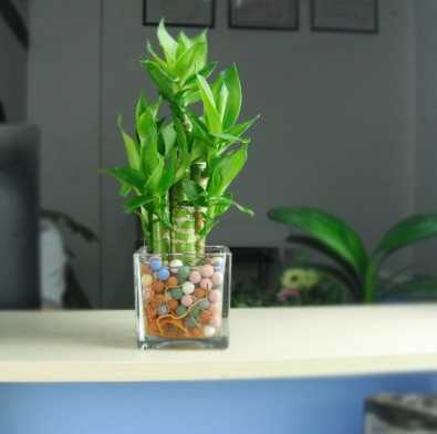 富贵竹怎么养才能生根更旺盛呢,富贵竹怎么养才能快速生根不发黄