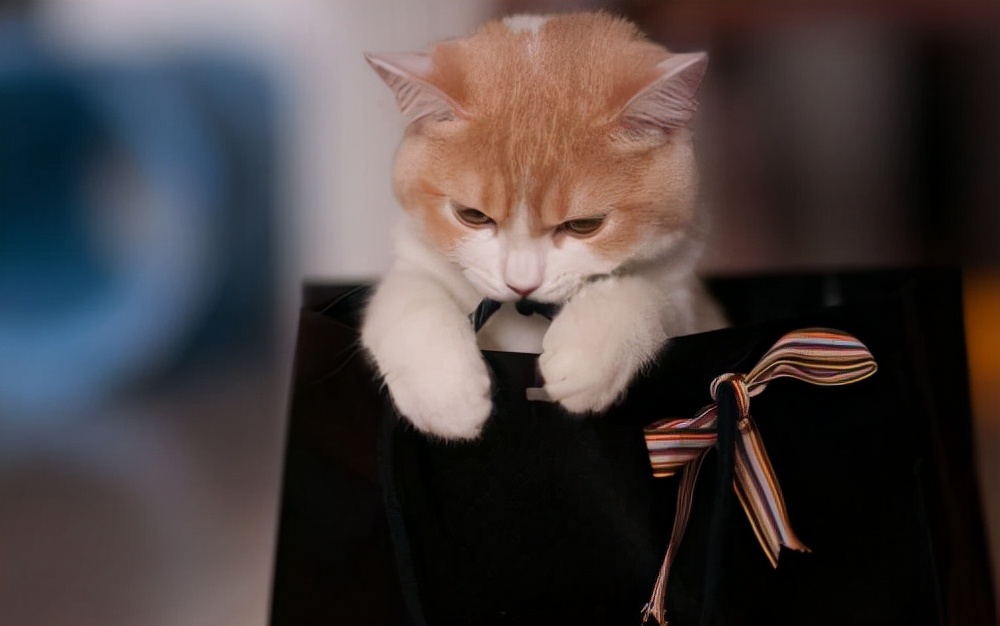 十二星座2021第十七周运势排行,猫巫占卜十二星座周运