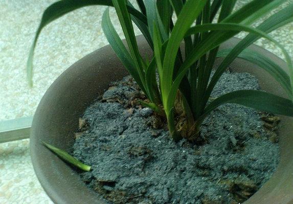 花不用肥买什么,有机肥和磷钾肥养花