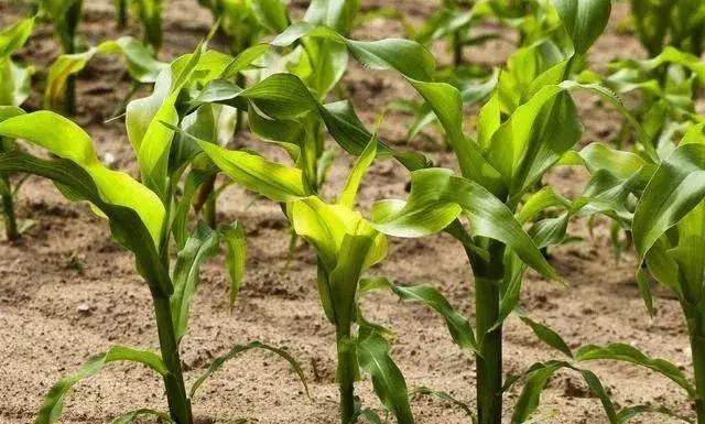 玉米施钾肥用什么肥好,玉米打药药量加三倍