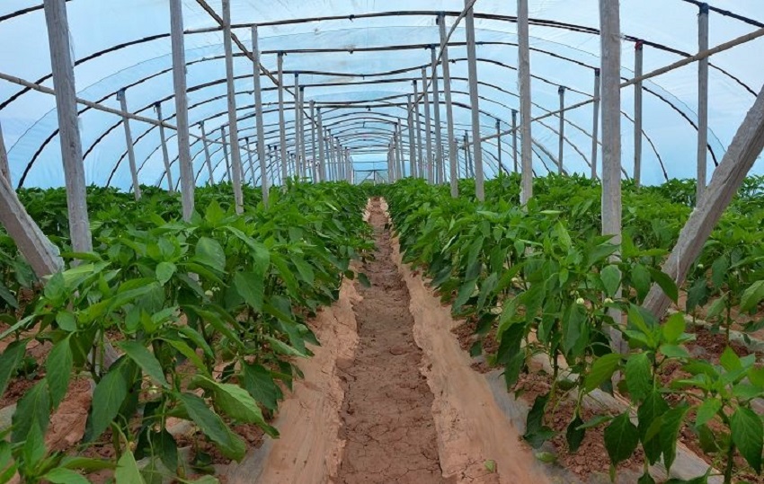 夏季大棚辣椒种植的方法与技术,温室辣椒高产高效施肥技术