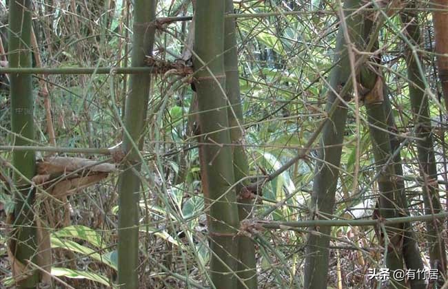 不可食无竹的竹子,宁可不吃肉也得吃竹子