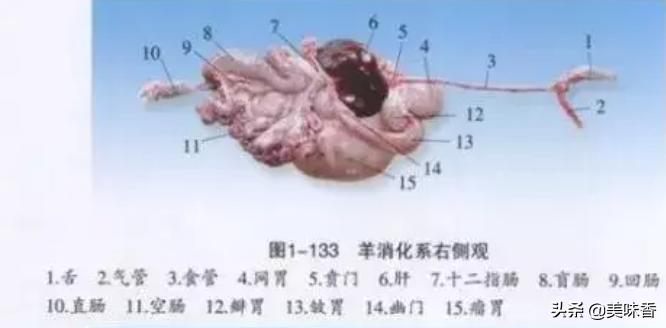 羊有几个胃能干什么,羊有几个胃分别叫什么名字