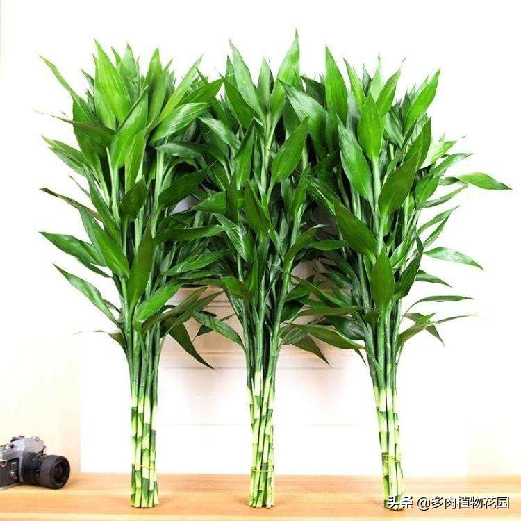 富贵竹根长满瓶子怎么办,富贵竹旧的根系能剪掉吗