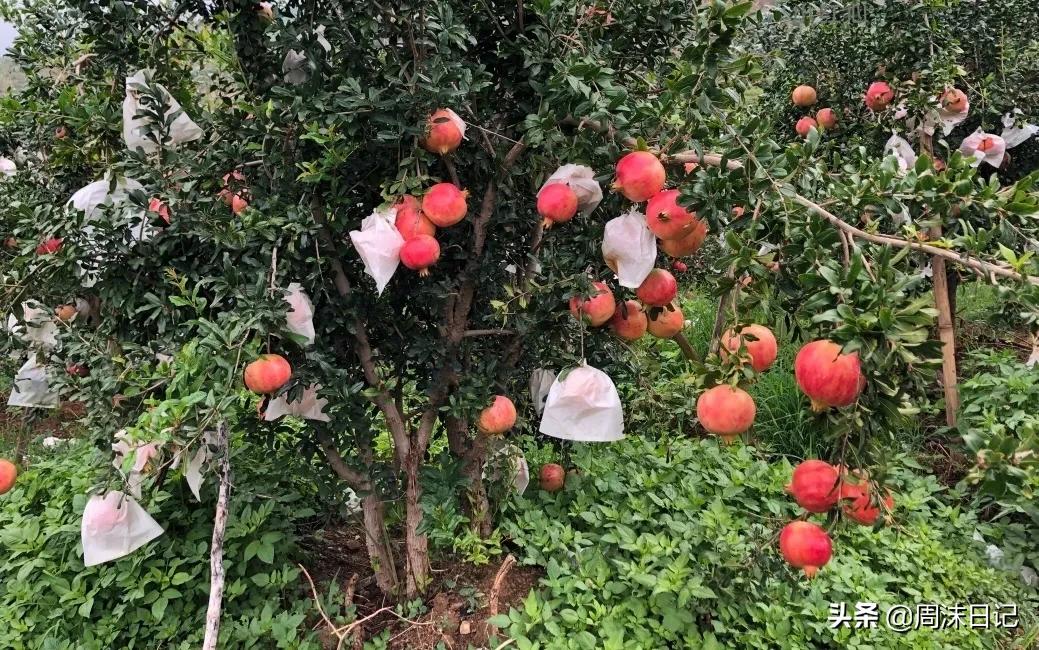 云南突尼斯软籽石榴爆汁不吐籽,甘甜爆汁突尼斯软籽石榴