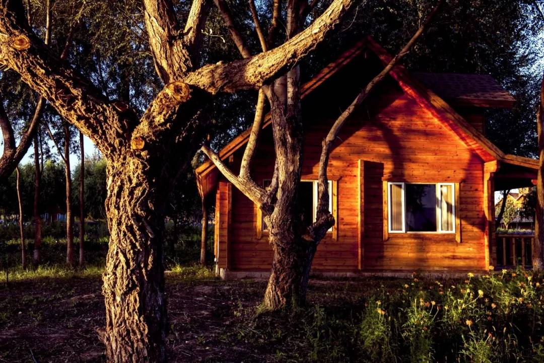 中卫金沙岛风景点介绍,中卫金沙岛震撼花海