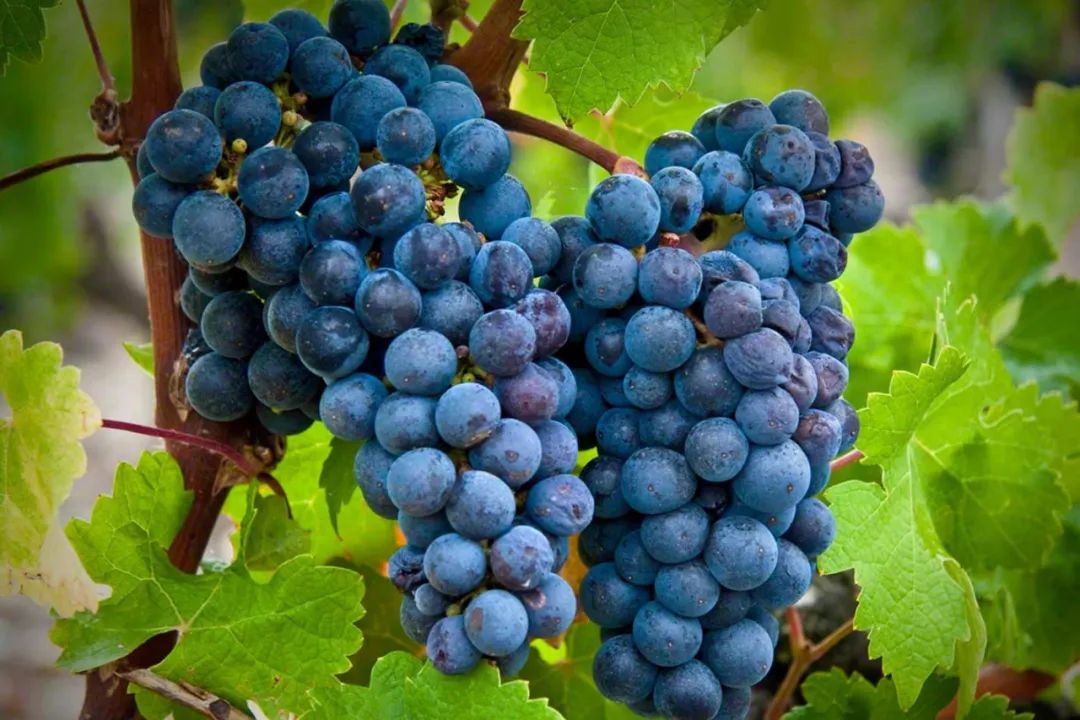 2019波尔多手册,中级应试指南课程讲解