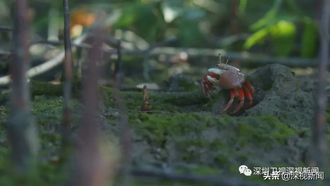深圳市水务集团董事长胡嘉东,胡嘉东深圳水务局