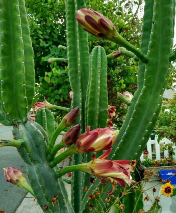 “常年丑貌君不问，一日花红万户惊”——仙人掌的产地及精品赏析