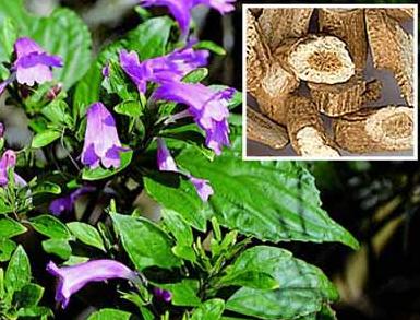 海拔1800米适合树林种植什么药材,种植药材的方法和技术