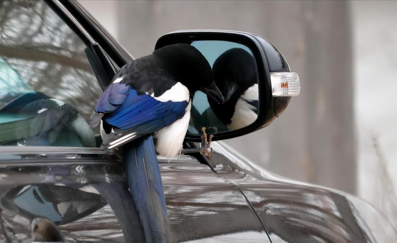 老鹰吃喜鹊被一群喜鹊欺负,老鹰为什么敢捕食毒蛇