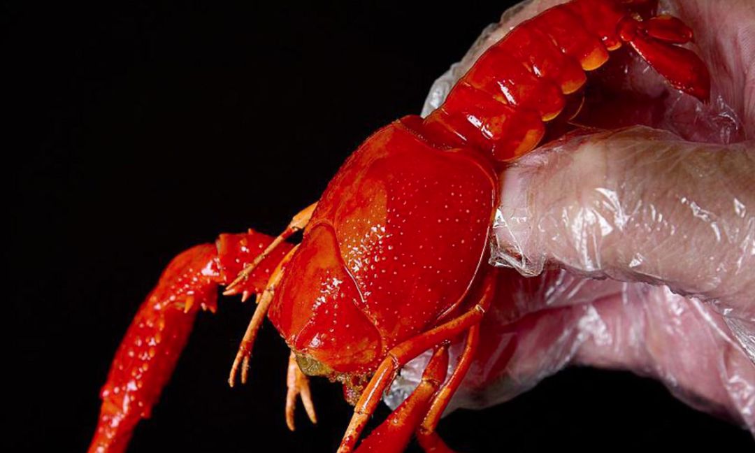 太难了！81万吨小龙虾“命运多舛”，今年龙虾馆生意会“凉凉”？