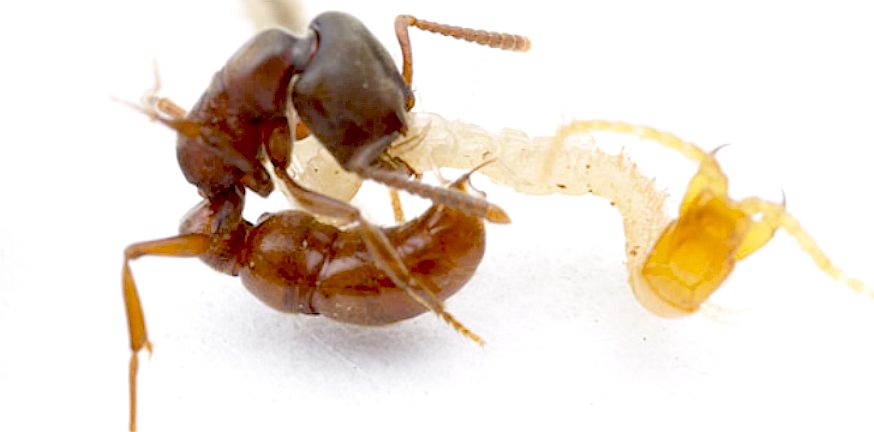 黑色带翅膀的蚂蚁咬人吗,哪些个头大的蚂蚁会咬人