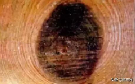 木材的主要缺陷,木材缺陷有哪些