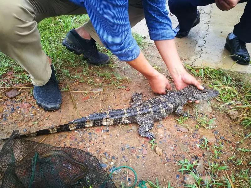 还没看《神奇动物在哪里》?没关系,你错过的神奇动物都在这里
