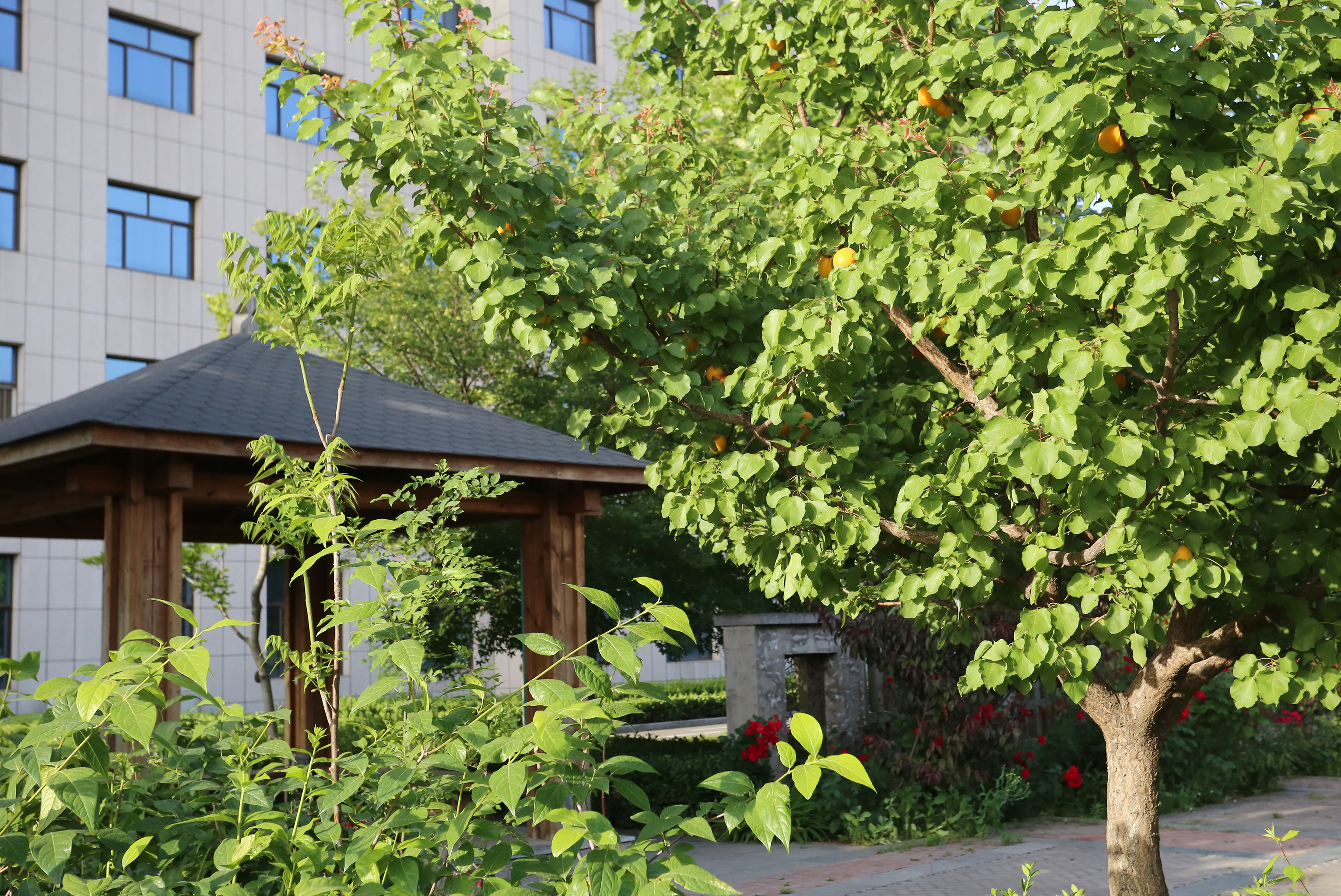 瀛熷鍗虫櫙,瀛熷鍗虫櫙鍙よ瘲涓冨緥