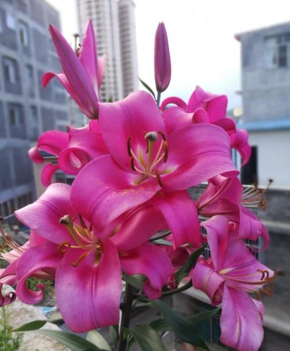 百合花开完花后长出的小球怎么办,盆栽百合花开完花后怎么处理