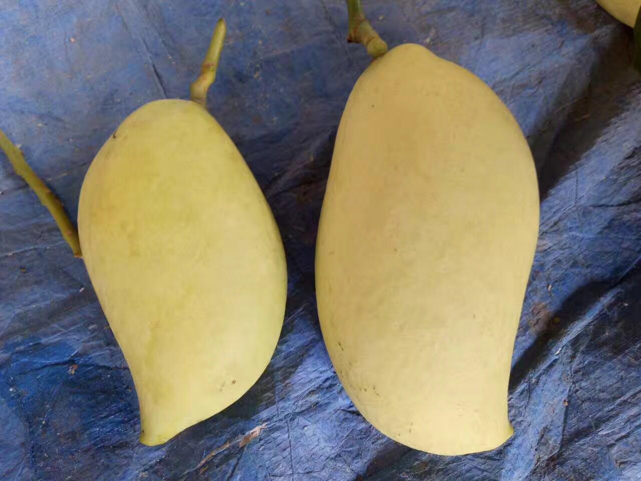 贵妃芒、金煌芒、小台农哪个更好吃？口感差别大，看好再买