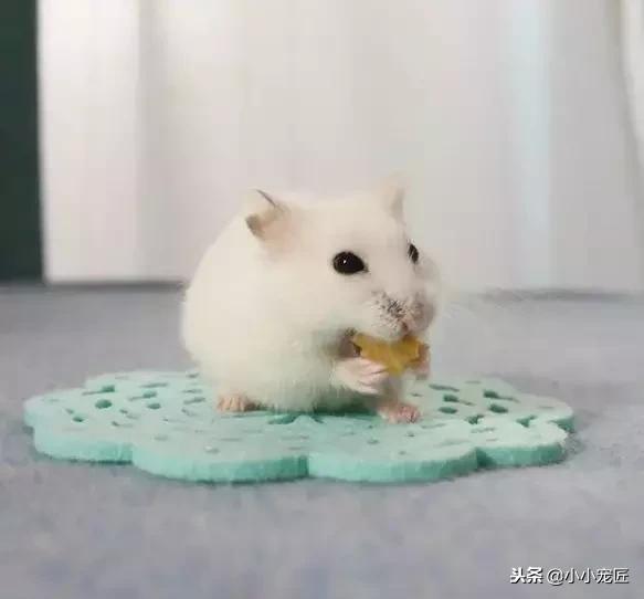 仓鼠宝宝除了喝奶还能吃什么,仓鼠除了吃鼠粮还可以吃什么