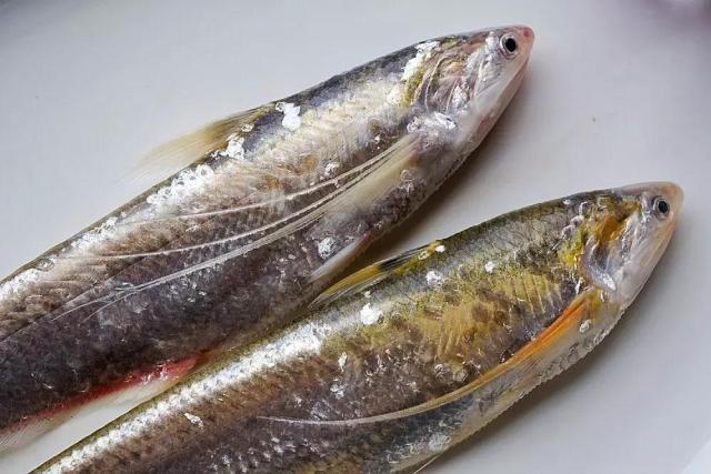 长江第一刀鱼多长,最好的江刀鱼在哪里