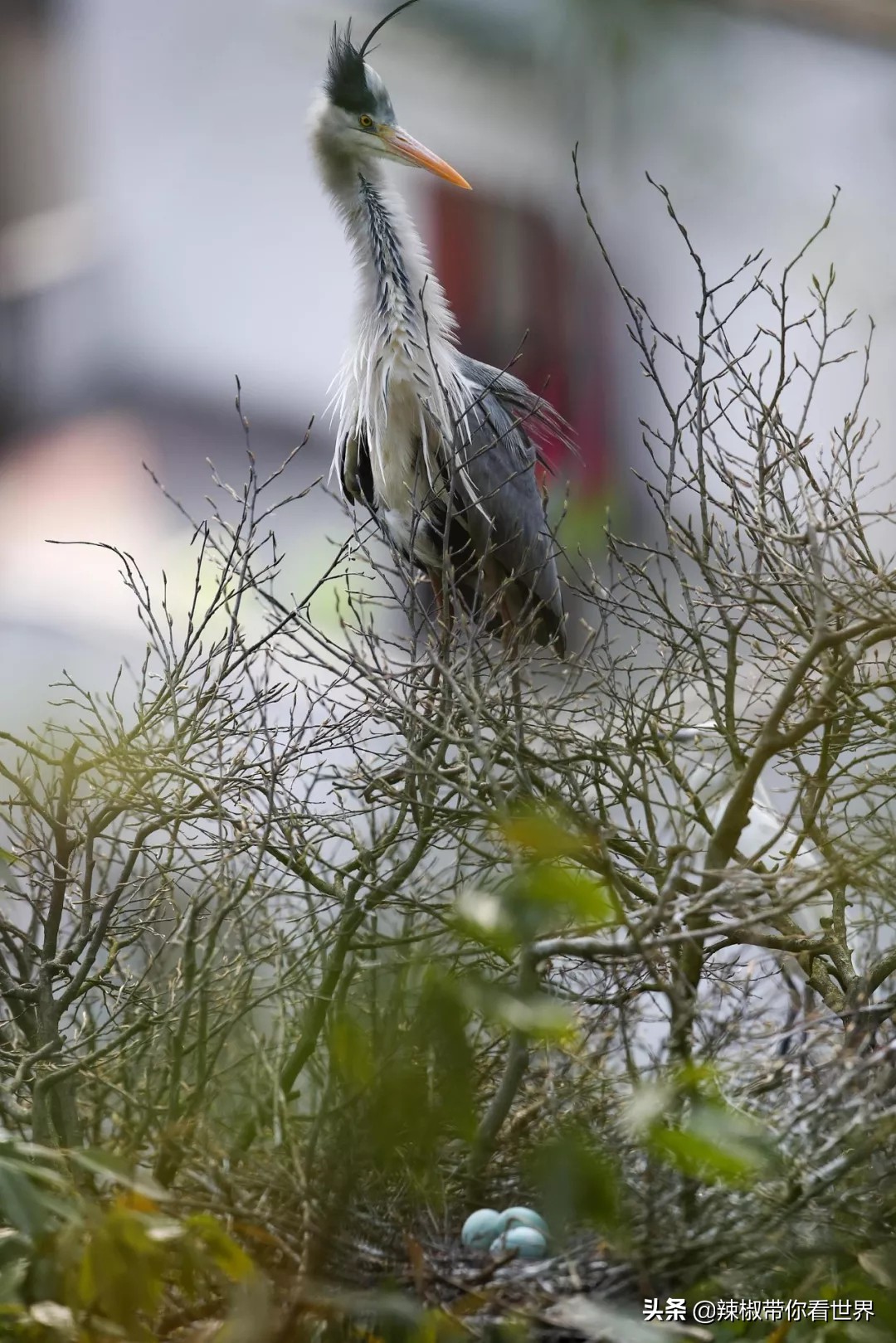 从西到东:贵州——沿河流“黔”行在这里一万种辣椒吃法向你奔来