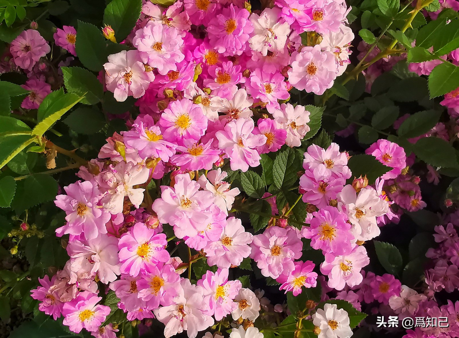 湖边矮花海怎么拍照好看,草原花海拍照怎么拍出高级感