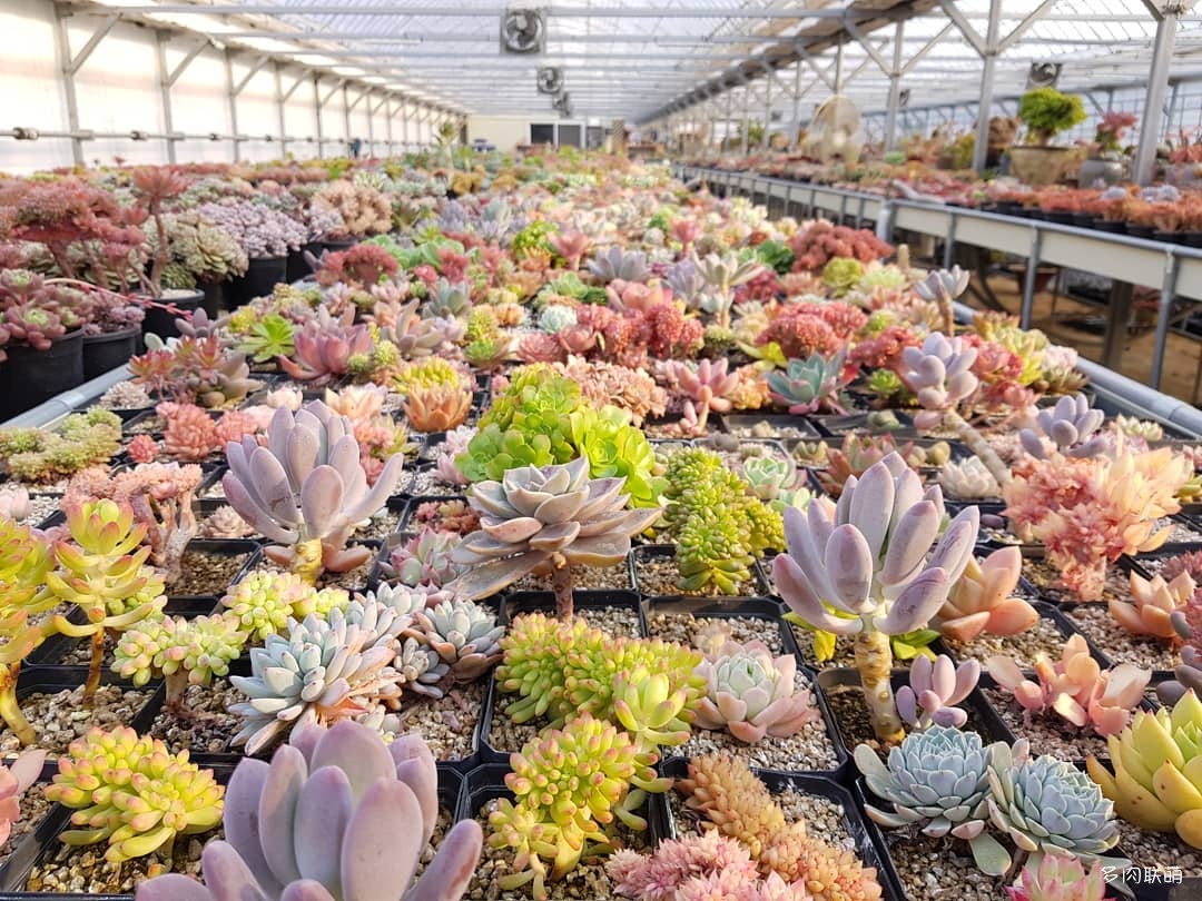 韩国大棚多肉,肉叔带你走遍韩国多肉大棚