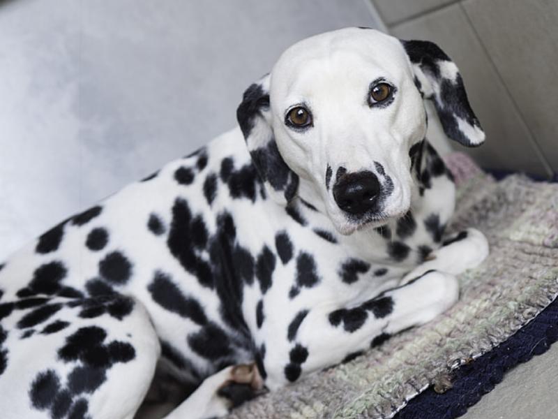 大街小巷随处可见的“染色狗”，殊不知染色，断送的是狗命！