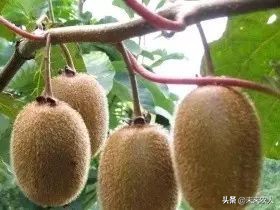 烤烟有机肥的正确使用方法,烟草专用有机肥怎么使用