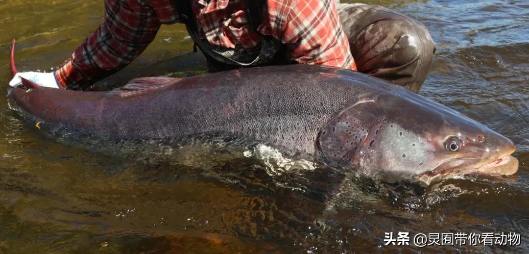 金日成爱吃的它,居然已经在国内绝迹?