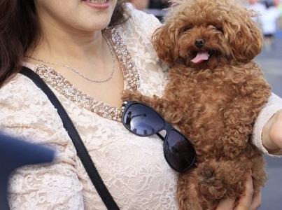 泰迪狗不能抱,怎么抱泰迪狗狗有安全感