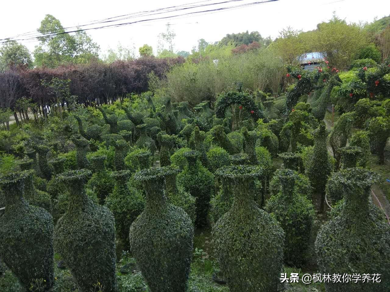 园林绿化苗木高杆女贞,大叶女贞园林绿化