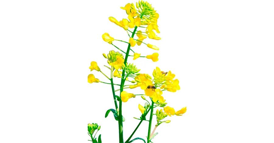 油画棒画油菜花,油菜花油画棒儿童画