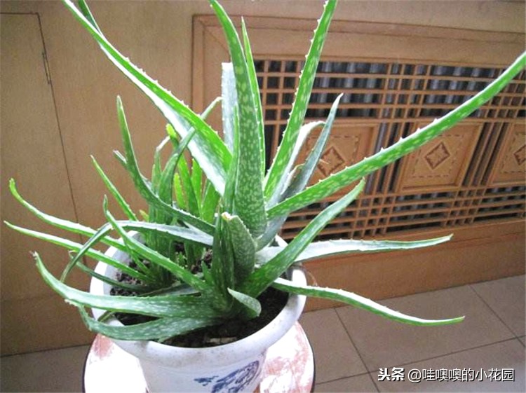 专治兰花黑斑,兰花的黑斑病用大蒜可以治疗吗