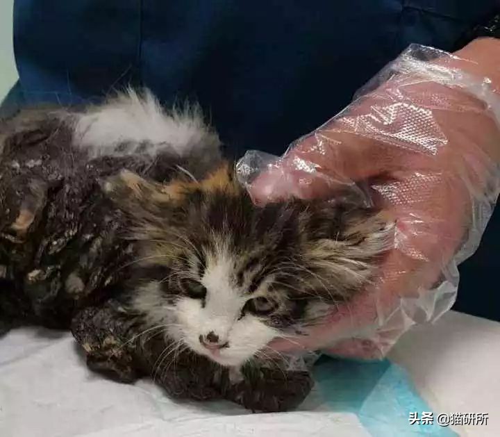 猫咪手脏怎么清洗,如何洗猫咪粘毛的物品