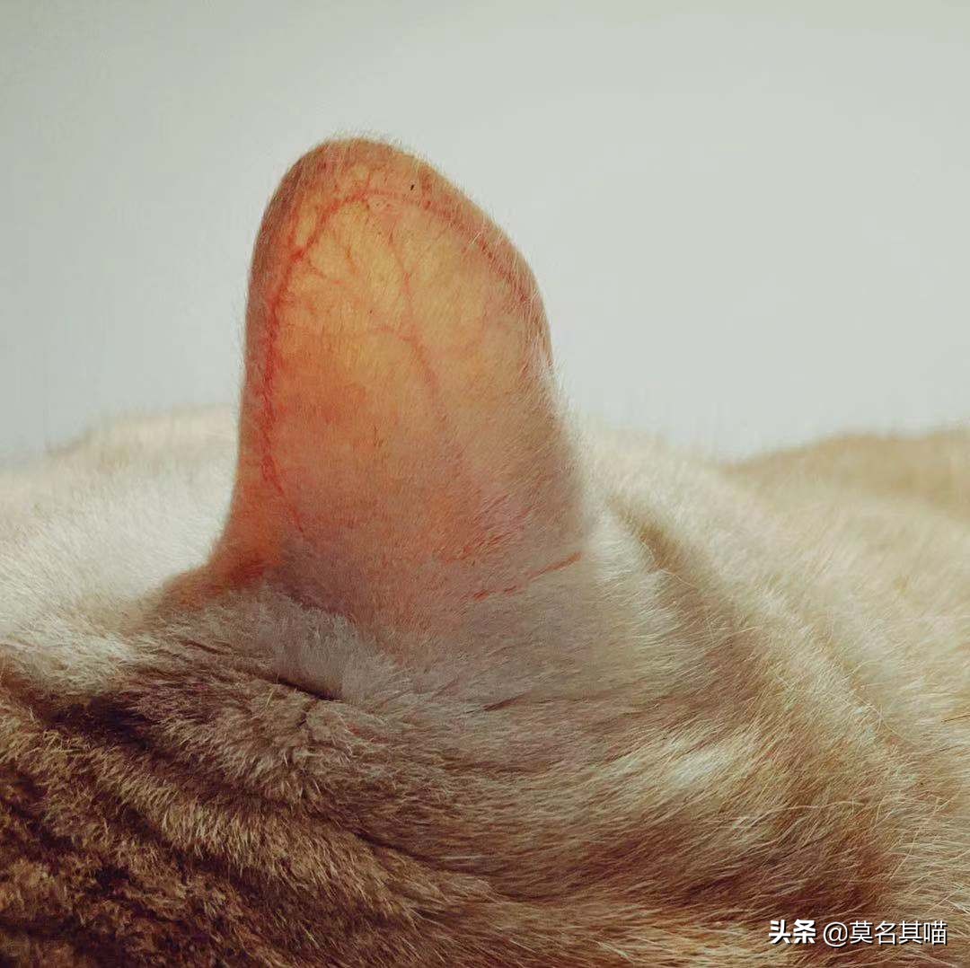 猫会被蚊子咬吗可以点蚊香,猫会被蚊子叮吗