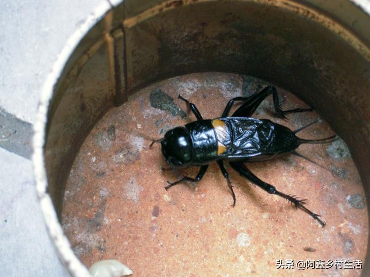 蟋蟀最高能卖多少元,蟋蟀赚钱