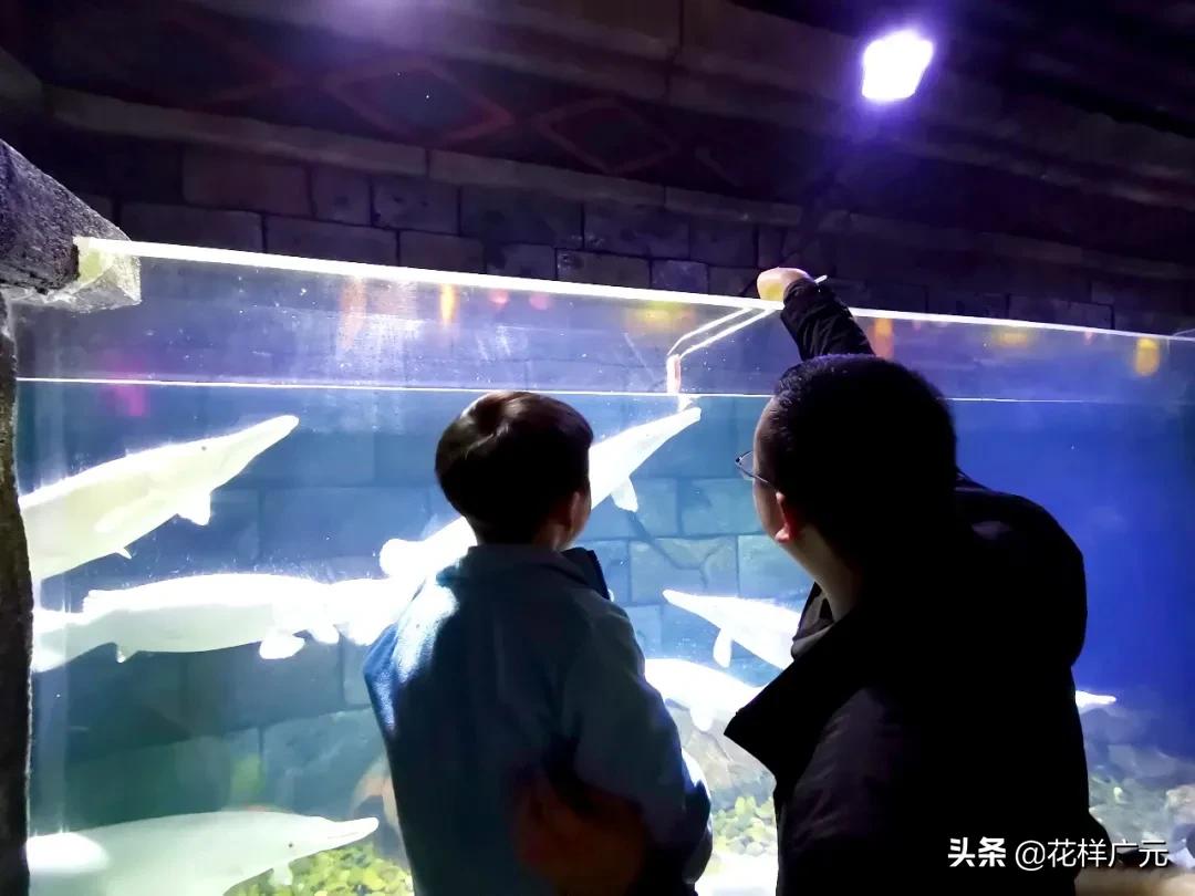 世界十大最凶猛淡水鱼之鳄雀鳝,海洋大揭秘之鱼类大科普海鳝