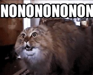 猫咪糖尿病如何诊断,猫咪糖尿病如何确诊