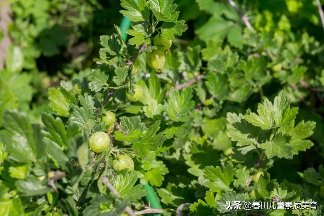 教程|适用于三年级以上—少儿美术课程《灯笼果》