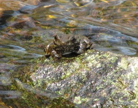 它被称为“蛙中之王”，价格年年涨，如今180元1斤，农民却不敢养