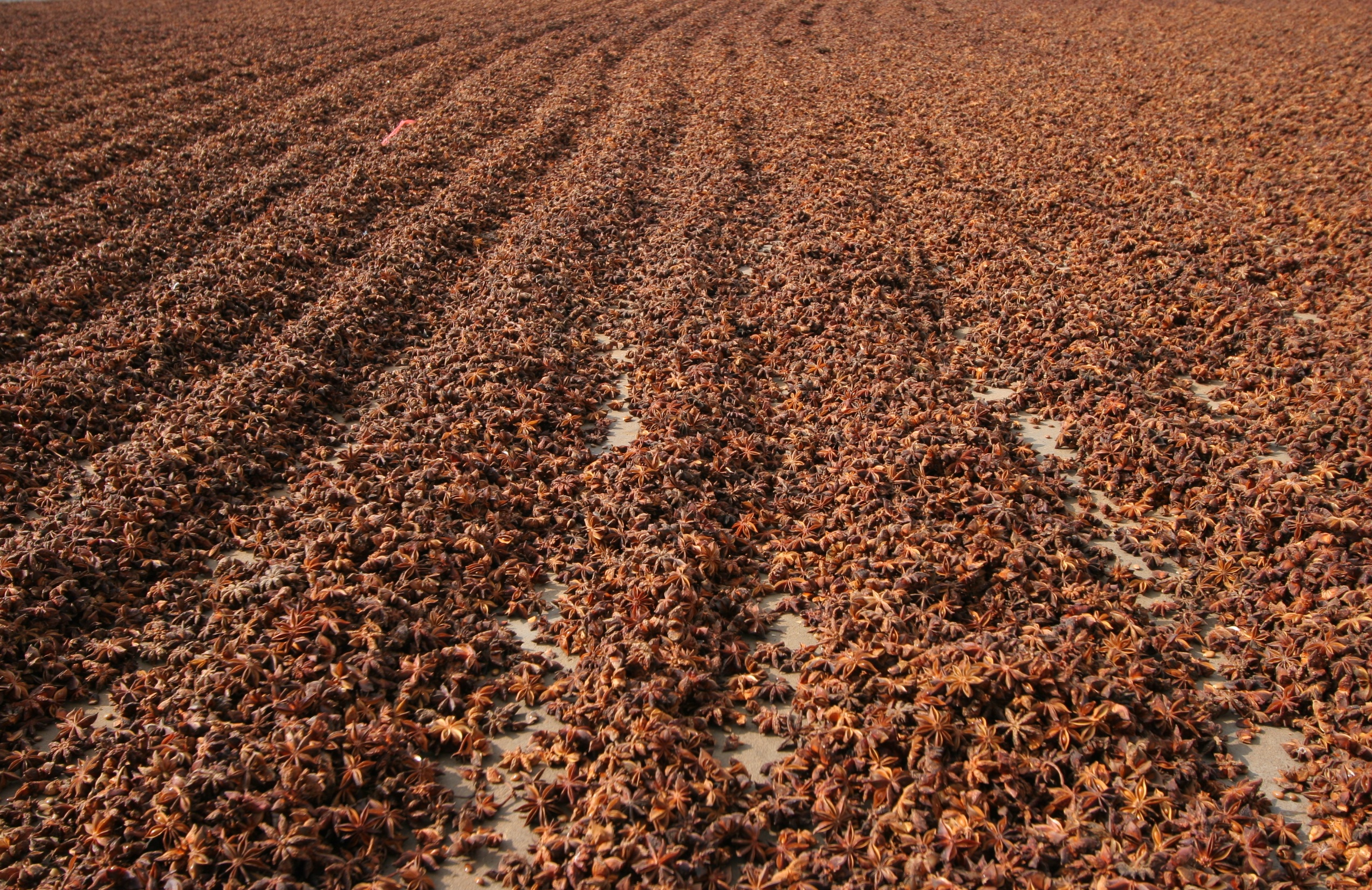 广西特色香料资源与产业现状