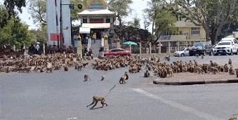 少了中国游客，整个旅游生态圈都乱了！